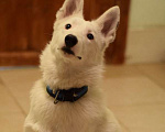 Собаки в Москве: Белый щенок красавец Умка в добрые руки Мальчик, Бесплатно - фото 4