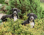 Собаки в Краснодаре: Щенки стаффордширского терьера Девочка, 30 000 руб. - фото 2