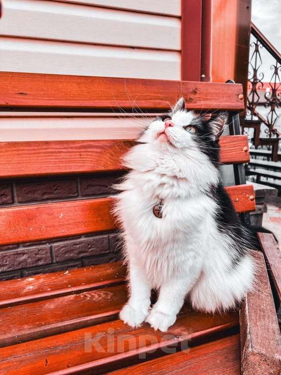 Кошки в Белоозёрском: Потерялся чёрно-белый кот! Мальчик, Бесплатно - фото 1