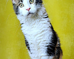 Кошки в Мытищах: Котенок Мейн-кун полидакт Мальчик, 45 000 руб. - фото 8