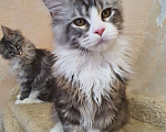 Кошки в Казани: Мальчик Мейн-Кун  родился 9.11.23  Мальчик, 50 000 руб. - фото 3