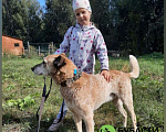 Собаки в Москве: Нельсон Мальчик, Бесплатно - фото 4