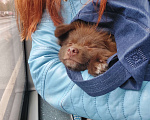 Собаки в Москве: Потерялся Шоколадный щенок 6 мес. Мальчик, Бесплатно - фото 3