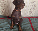 Собаки в Москве: Кобель коричневый  Мальчик, 30 000 руб. - фото 2