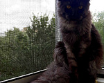 Кошки в Москве: Вязка с котом. Мейн-Кун NS22 Мальчик, 5 000 руб. - фото 1