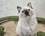 Кошки в Владивостоке: Caramel Девочка, 50 000 руб. - фото 1