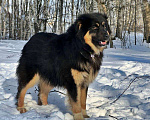 Собаки в Москве: Рой Мальчик, Бесплатно - фото 5