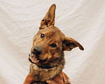 Собаки в Химках: Бобрик ищет дом Мальчик, Бесплатно - фото 3