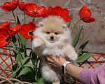 Собаки в Москве:  Чудесный щенок- померанец Мальчик, 30 000 руб. - фото 3