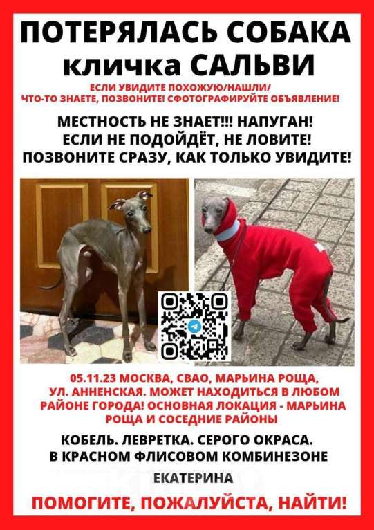 Собаки в Москве: пропал мальчик левретенок Мальчик, 1 руб. - фото 1