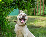 Собаки в Москве: Лабрадор Сева в добрые руки Мальчик, Бесплатно - фото 8