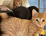 Кошки в Москве: Солнечные котята-малыши Лайм и Мандарин в добрые руки Мальчик, 10 руб. - фото 8