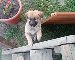 Собаки в Новосибирске: Джуля Девочка, 1 000 руб. - фото 3
