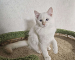 Кошки в Владивостоке: Candy Мальчик, 50 000 руб. - фото 4