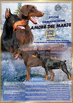 Объявление: Породные щенки, 80 000 руб., Москва