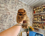 Собаки в Москве: Курносый маленький мальчик померанского шпица РКФ Мальчик, Бесплатно - фото 3