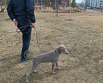 Собаки в Екатеринбурге: Щенок веймаранера Девочка, 40 000 руб. - фото 1