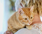 Кошки в Москве: Кошечка Апельсинка - рыжая красавица в добрые руки Девочка, Бесплатно - фото 8