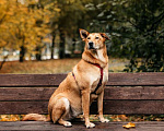 Собаки в Москве: Ласковая и общительная Ода ищет дом! Девочка, Бесплатно - фото 6