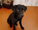 Собаки в Белгороде: Продам щенка лабрадор 4 месяца Мальчик, 5 000 руб. - фото 1