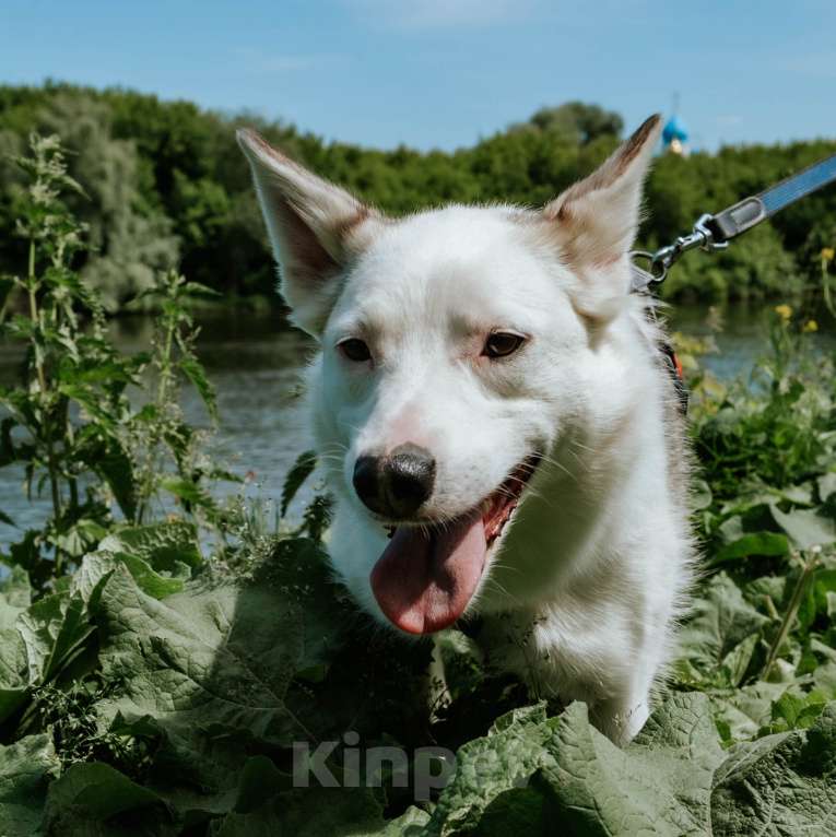 Собаки в Москве: Липа Девочка, Бесплатно - фото 1