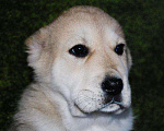 Собаки в Барнауле: Высокопородные Щенки САО Девочка, 25 000 руб. - фото 1