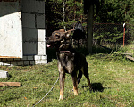 Собаки в Брянске: Ищу друга для Нино. Девочка, Бесплатно - фото 2