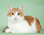 Кошки в Москве: Лекс, кот 2 года Мальчик, Бесплатно - фото 1