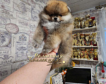 Собаки в Москве: Шпиц померанский в медвежьем типе девочка из племенного питомника Мальчик, Бесплатно - фото 2