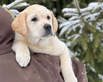 Собаки в Домодедово: Лабрадора щенки кобели палевые 3 мес Мальчик, 55 000 руб. - фото 1