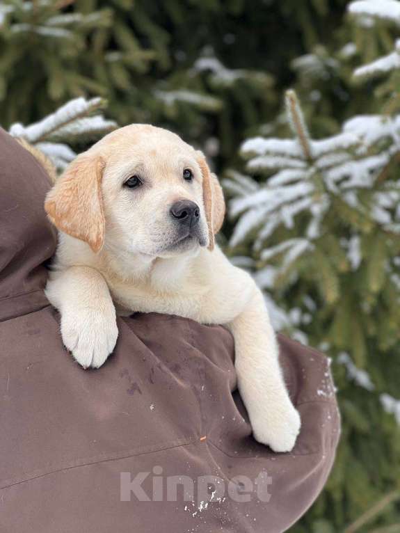 Собаки в Домодедово: Лабрадора щенки кобели палевые 3 мес Мальчик, 55 000 руб. - фото 1