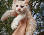 Кошки в Санкт-Петербурге: Котик мейн-куна Мальчик, 45 000 руб. - фото 2