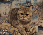 Кошки в Москве: Британский кот вязка Мальчик, 1 руб. - фото 6