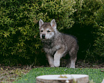 Собаки в Москве: Щенки волчьей собаки Саарлоса Мальчик, 160 000 руб. - фото 1