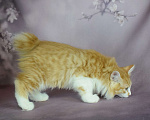 Кошки в Егорьевске: Котенок Курильского бобтейла Мальчик, 45 000 руб. - фото 2