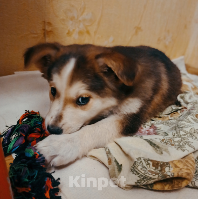 Собаки в Пензе: Щенки сестренки ищут дом ♥ Девочка, Бесплатно - фото 1