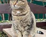 Кошки в Балашихе: Классическая полосатая Мурка 3,5 г. из приюта Девочка, Бесплатно - фото 7