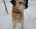 Собаки в Москве: Нельсон Мальчик, Бесплатно - фото 3