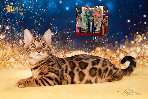 Объявление: Бенгальский котенок, 75 000 руб., Москва