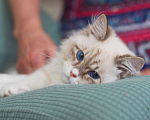 Кошки в Москве: Особенный котик Варяг ищет надежных хозяев!  Мальчик, Бесплатно - фото 6
