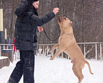 Собаки в Москве: Американский булли вязка   Мальчик, 50 000 руб. - фото 5