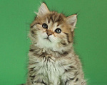 Кошки в Долгопрудном: Сибирский котята из питомника Баюн Сибири  Мальчик, 40 000 руб. - фото 1