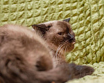 Кошки в Москве: Кошка Мальвина - очаровательная таичка в добрые руки Девочка, Бесплатно - фото 5
