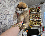 Собаки в Москве: Шпиц померанский в медвежьем типе девочка из племенного питомника Мальчик, Бесплатно - фото 4