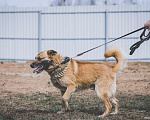 Собаки в Москве: Пыжик Мальчик, Бесплатно - фото 1