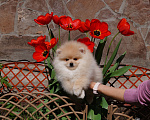 Собаки в Москве:  Чудесный щенок- померанец Мальчик, 30 000 руб. - фото 2
