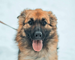 Собаки в Москве: Альма Девочка, Бесплатно - фото 1