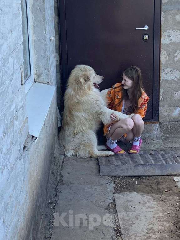 Собаки в Волжском: Отдам в добрые руки  Мальчик, 5 руб. - фото 1