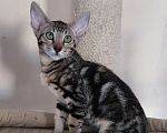 Кошки в Волгограде: Ориентальные котята Мальчик, 45 000 руб. - фото 8