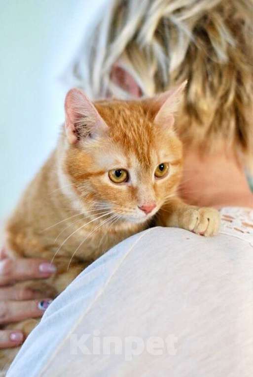 Кошки в Москве: Кошечка Апельсинка - рыжая красавица в добрые руки Девочка, Бесплатно - фото 1